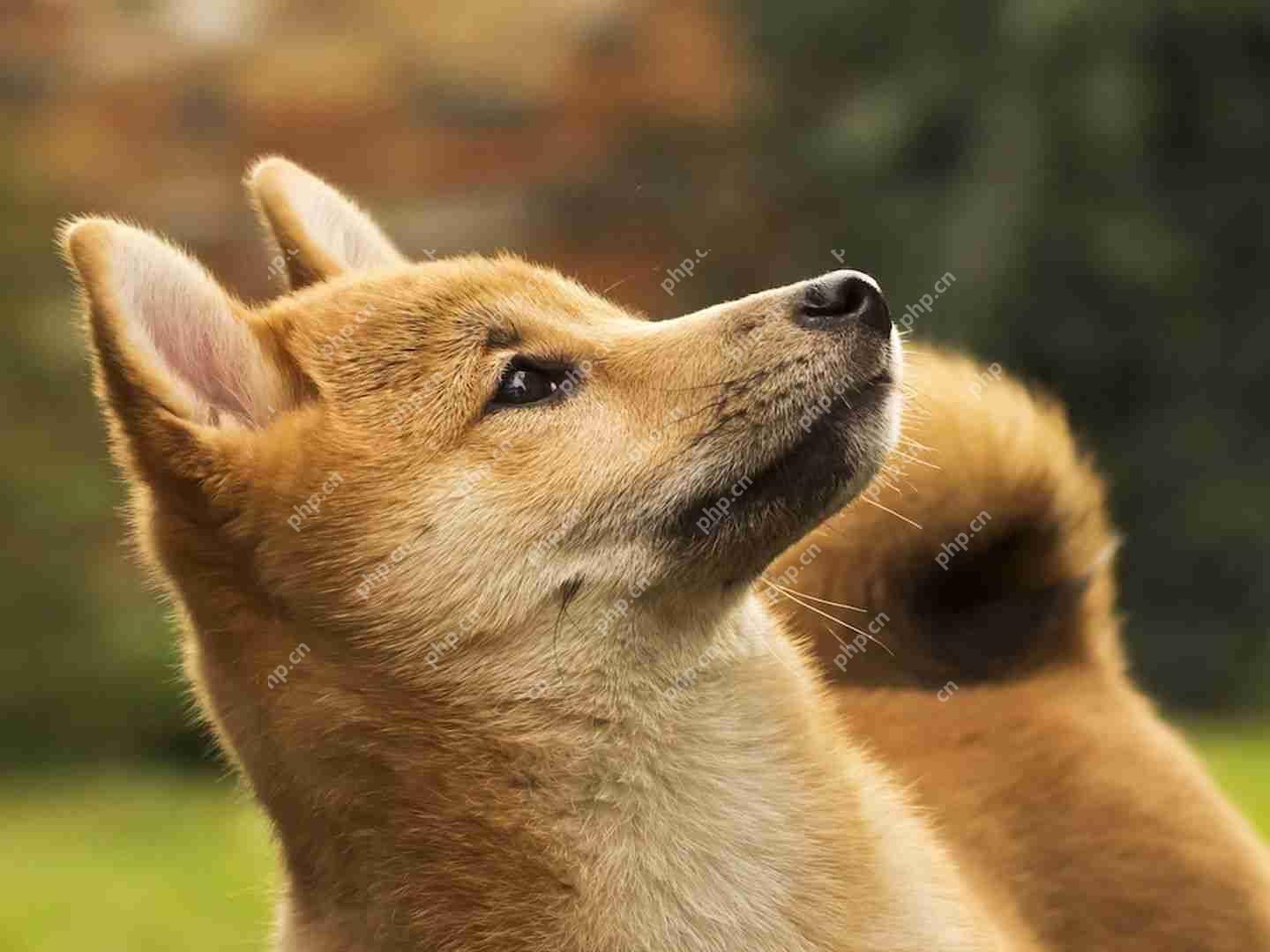 Z Squared是一家专门从事开采Dogecoin(Doge)的公司,正在与生物制药公司(COEP)合并