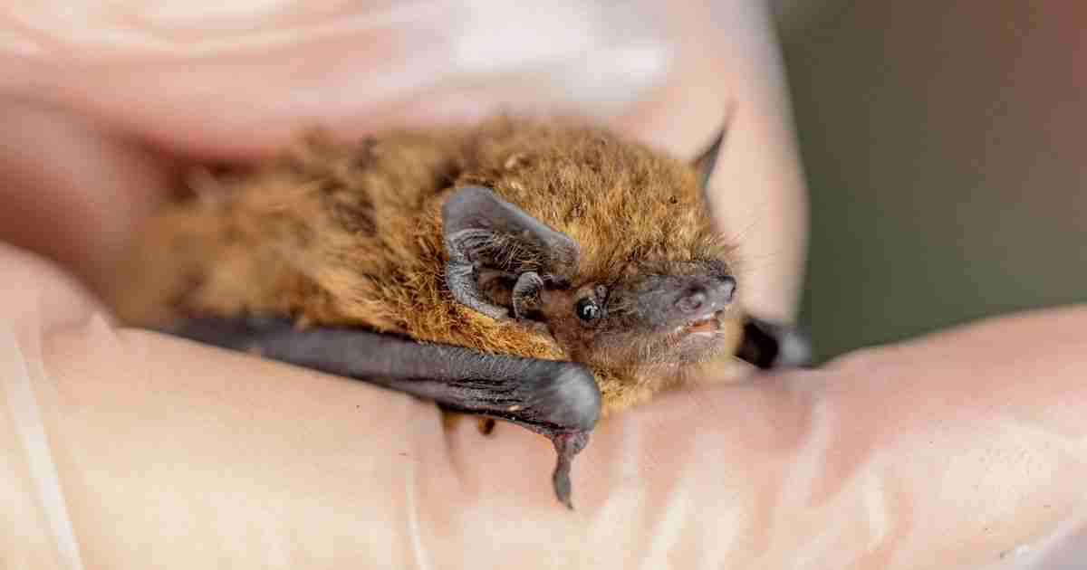 掉下烟囱后，英国最小的蝙蝠之一得救了